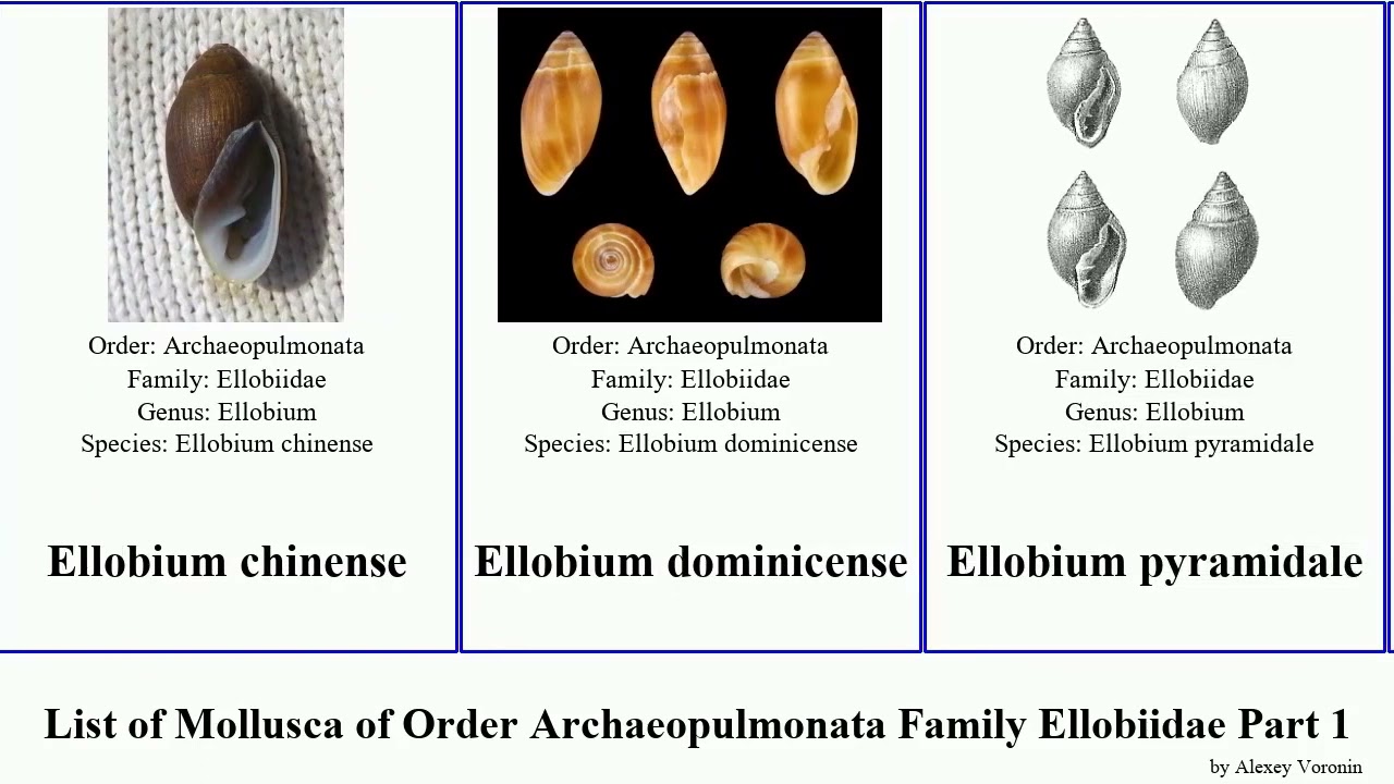List of Mollusca of Order Archaeopulmonata Family Ellobiidae Part 1 carychium melampus cassidula