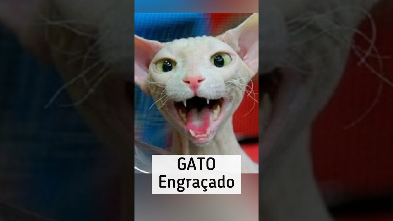 Os Gatos mais ENGRAÇADOS da INTERNET parte 1 Tente não rir! . . . #gat
