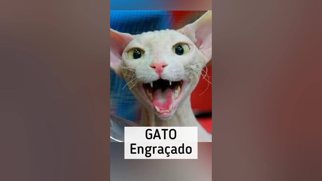 Videos engraçados de gatos falando tente não rir #videosdegatosengraç