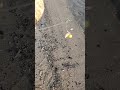 #карасі #прикормка