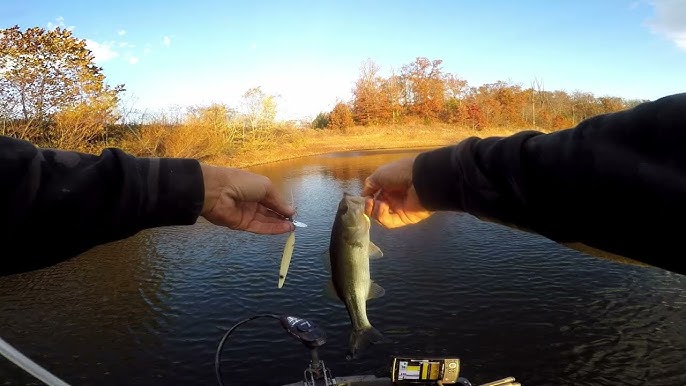 Catching Bass With The Z-Man Hellraizer In Small Pond!! 