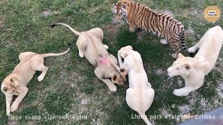Угостили львят из подросткового вольера. Тайган | Fed the lios cubs teenage aviary. Taigan Угостили львят из подросткового вольера. Тайган | Fed the lios cubs teenage aviary. Taigan