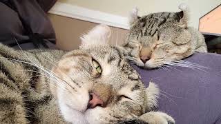 Lap Cats Sleeping 🌀Background Singing Cat screenshot 5