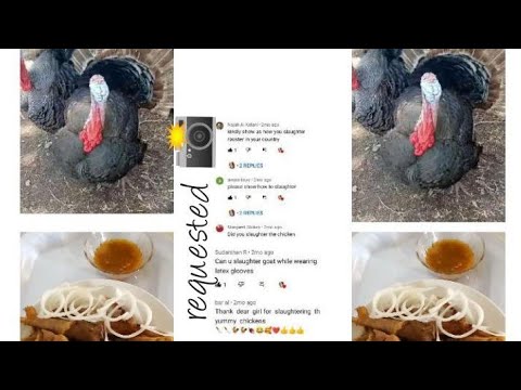 How to slaughter/butcher a Turkey 🦃 at home|| process turckey meat 🍖