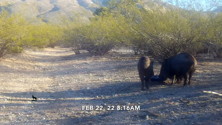 Javelina and babies at a water dish, knocking it over once again.