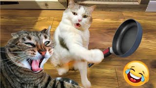 Kucing Lucu 5 Menit Video Tingkah Lucu Anjing Bikin Ketawa Ngakak #55