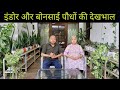 Indoor and bonsai plant care  garden visit  khandelwal garden