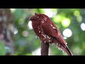 Rufous Potoo