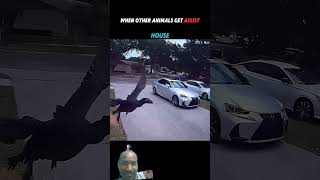 animal attack #youtubeshorts