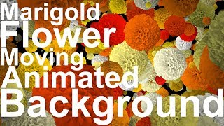 Marigold Flower Moving Animated Background || HD Video 1080p || By A S creation Cloud ||