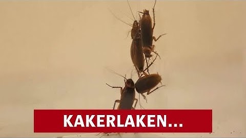 Roboter-Forschung: Kakerlaken unter Druck | DER SPIEGEL