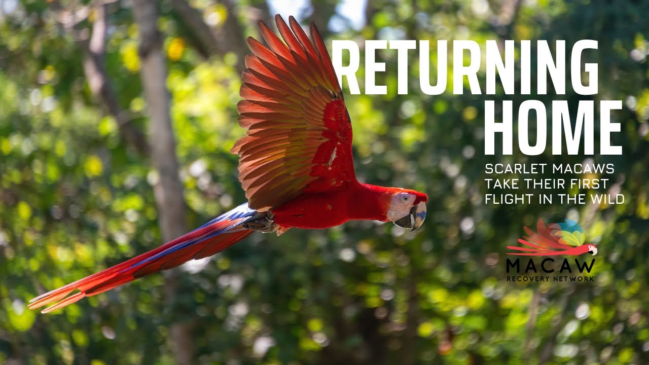 Returning Home - 2023 Scarlet Macaw Release