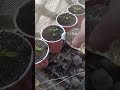 plant watering with nutrients for Healthy Growth #plantcare #aestheticplants #gardening