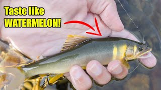 Japanese Fish That Taste Like WATERMELON | Fishing in Japan's CLEANEST River