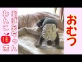 【67】おむつ姿が可愛いおばあちゃんわんこ♪おむつしているの忘れて・・・(笑)トイプードル　犬　シルバープードル　シニア犬