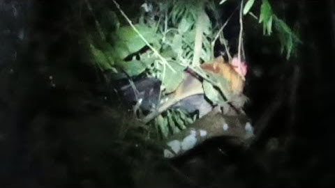 yos hav zoov tua qaib qus pw chaw