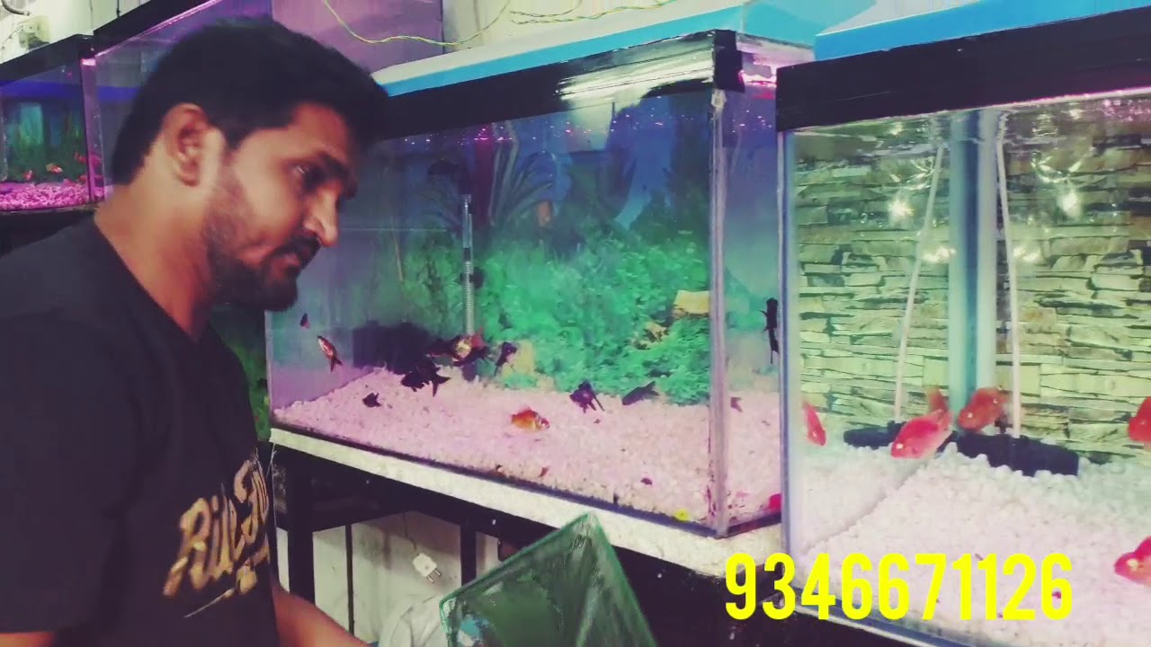 NEW SHINE AQUARIUM MALAKPET / OSCAR FISH IN HYDERABAD YouTube