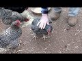 Raising Chickens For Eggs | Backyard Chicken Coop