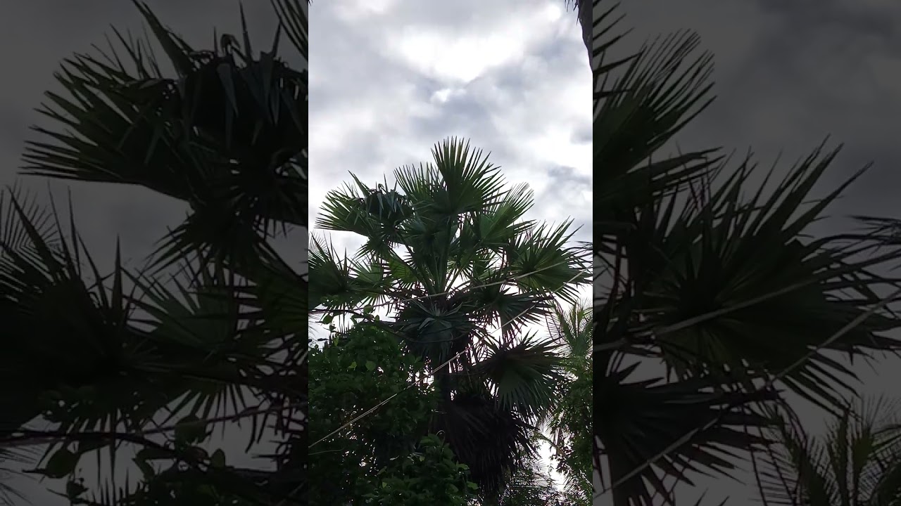 Ice Apple trees in the state of AP