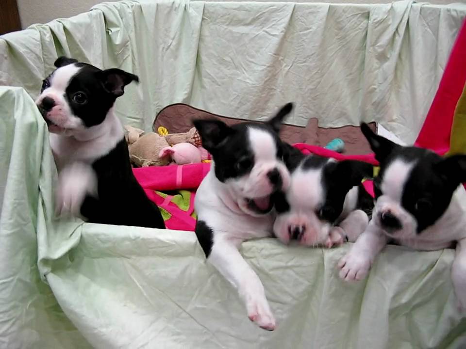 akc boston terriers for sale