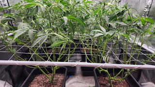 New clones. 5x5 & 3x3 flower. Dope boy, Zoap & Runtz Buttonz