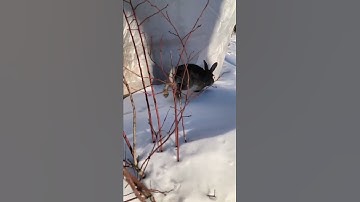 Rabbit hopping in slow motion….