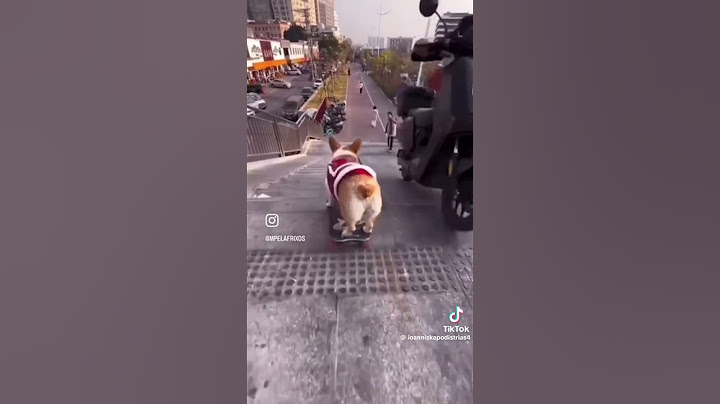 ΑΥΤΟ ΤΟ ΣΚΛΙ ΝΕΥΡΙΑΣΕ ΚΑΙ ΘΕΛΕΙ ΝΑ ΦΥΓΕΙ #funny #memes #comedy #dog #greece #maroi #cartoon #1k