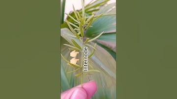 #Difference Between Node and internode#simple concept#botany#science