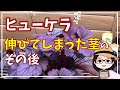 ヒューケラのメンテナンス/最適な方法は？/わさび茎その後/挿し木/植え替え