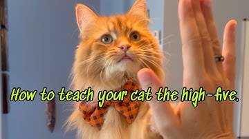 How to teach your cat the high-five. ✋