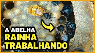 A Abelha Rainha Mandaçaia Como Você Nunca Viu