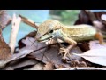 カナヘビがクモを捕食　PREY　Japanese　Grass　Lizard　かなへび　KANAHEBI　カナヘビ図鑑