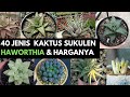 40 Jenis Tanaman Hias Kaktus Sukulen Haworthia & Harganya