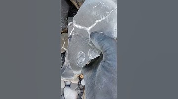 Huge nodule cracked open to reveal fossilised shell and calcite veins #shorts #shells #fossilhunting