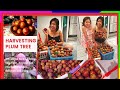 Harvesting Plum | Amazing Tree lots of Fruits | Amelia FunTime