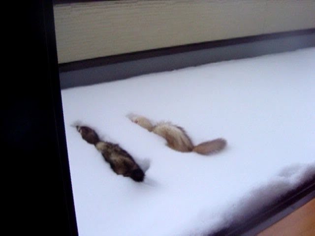 フェレットの雪遊び 7分 にょろ49 14年2月8日の大雪後に遊ぶアンとコハク The Ferrets Which Are In High Spirits By Snow 5 5 Youtube