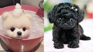 Tik Tok Chó Phốc Sóc Mini | Funny and Cute Pomeranian Videos #41 by So Cute 15,862 views 3 years ago 9 minutes, 43 seconds