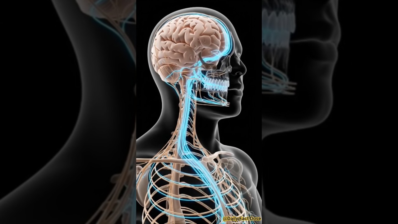 इंसान बोलते समय दिमाग कैसे काम करता है? 🤯 | Speech Brain Facts in Hindi