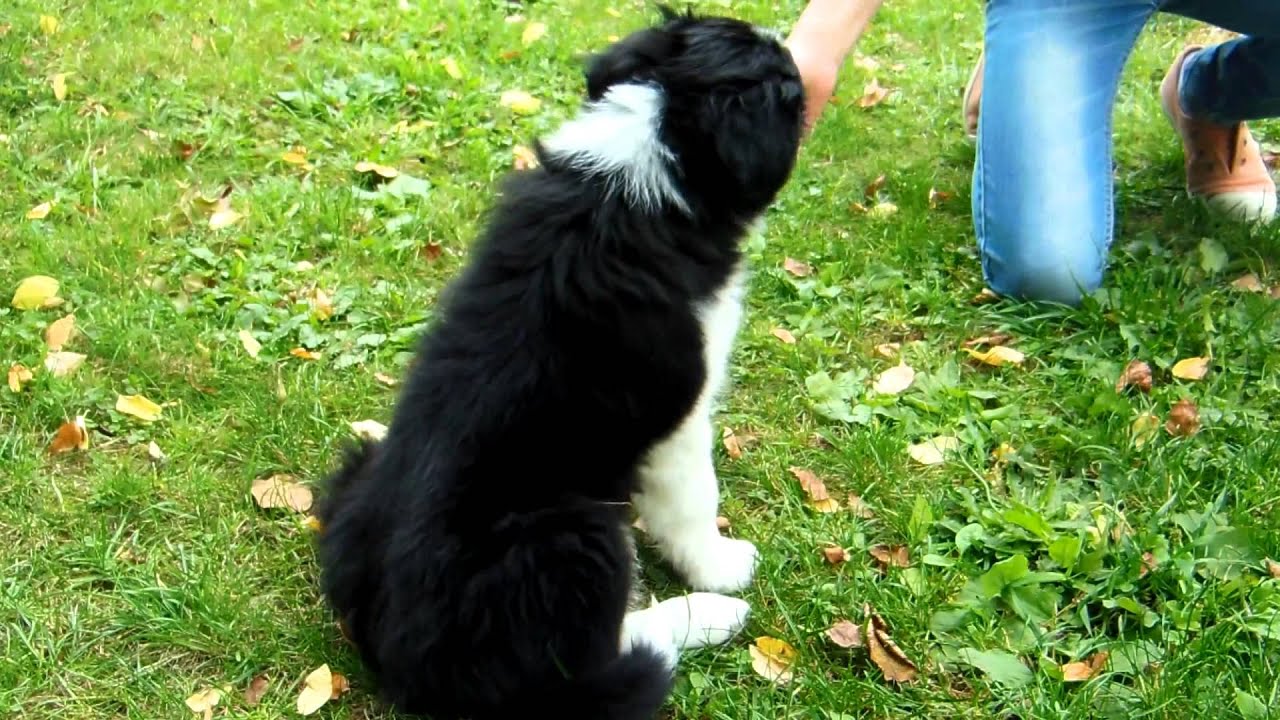 L'évolution d'un Border Collie ! de 7 semaines à 1 an ! Iris et Laure notre aventure ! YouTube L'évolution d'un Border Collie ! de 7 semaines à 1 an ! Iris et Laure notre aventure ! YouTube