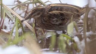Jack Snipe bobbing