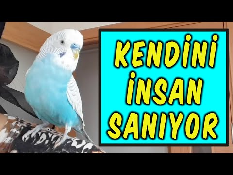 KENDİNİ İNSAN SANAN KONUŞAN MUHABBET KUŞU BONCUK | 1 SAAT