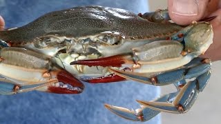 Gulf Coast Research Lab Home to One of Only Two U.S. Blue Crab Hatcheries