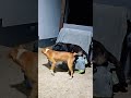 DoggyFight DoggyFight