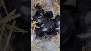 Baby Rabbit - Day 2 - Mini Loop And French Lop Mix