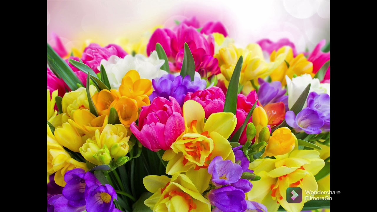 احلى ابو الزلف .... محمد رضية في خطبة الدكتور عبدو دعبول 🌸🌸