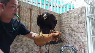 Training black eagle part 6