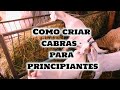 Como Criar Cabras - O Melhor Guia