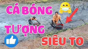 BẮT CÁ BÓNG TƯỢNG - TÁT HẦM CÁ BÓNG TƯỢNG KHỦNG Ở MIỀN TÂY PHẦN 3