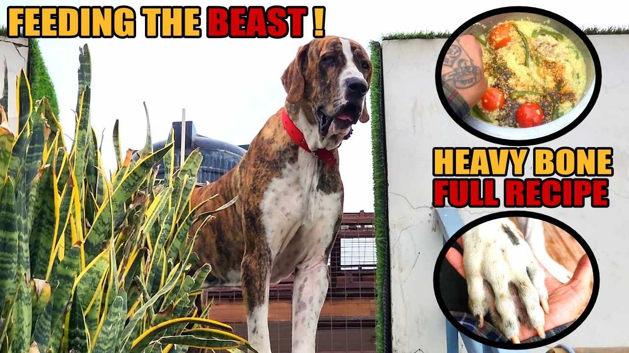 HOW TO MAKE YOUR DOG HEAVY BONE !! FEEDING SULTAN BULLY!!