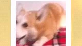 Himz Petsit & Training Call Me La